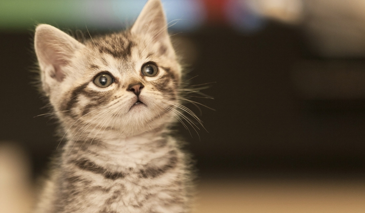 Kahve Falında Arkası Dönük Kedi Anlamı