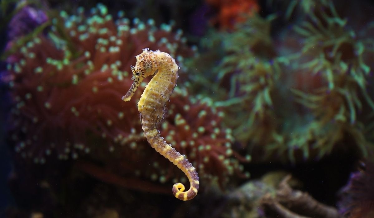 Kahve Falında Deniz Kızı ve Deniz Atı Görmek